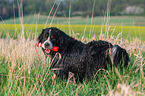 Bernese Mountain Dog