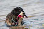 bathing Bernese Mountain Dog