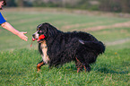 playing Bernese Mountain Dog