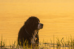bathing Bernese Mountain Dog
