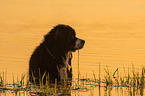 bathing Bernese Mountain Dog