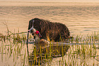 playing Bernese Mountain Dog