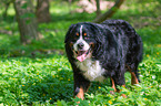 Bernese Mountain Dog
