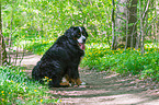 Bernese Mountain Dog