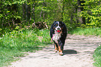playing Bernese Mountain Dog
