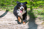 running Bernese Mountain Dog