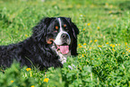 Bernese Mountain Dog Portrait