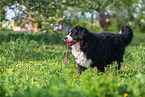Bernese Mountain Dog