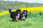 2 Bernese Mountain Dogs