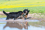 2 Bernese Mountain Dogs