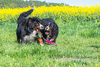 2 Bernese Mountain Dogs