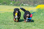 2 Bernese Mountain Dogs
