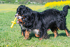 2 Bernese Mountain Dogs