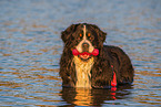 Bernese Mountain Dog is trained as a water rescue dog
