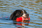 Bernese Mountain Dog is trained as a water rescue dog
