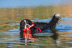 Bernese Mountain Dog is trained as a water rescue dog