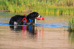 Bernese Mountain Dog is trained as a water rescue dog