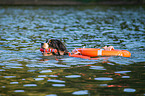 Bernese Mountain Dog is trained as a water rescue dog