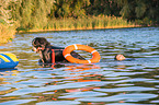 Bernese Mountain Dog is trained as a water rescue dog