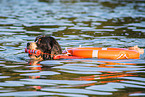 Bernese Mountain Dog is trained as a water rescue dog