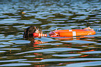 Bernese Mountain Dog is trained as a water rescue dog