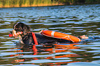 Bernese Mountain Dog is trained as a water rescue dog