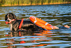Bernese Mountain Dog is trained as a water rescue dog