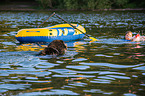 Bernese Mountain Dog is trained as a water rescue dog