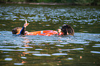 Bernese Mountain Dog is trained as a water rescue dog