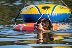 Bernese Mountain Dog is trained as a water rescue dog