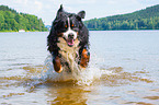 running Bernese Mountain Dog