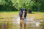 running Bernese Mountain Dog