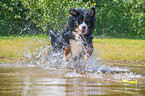 running Bernese Mountain Dog