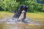 running Bernese Mountain Dog