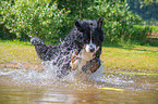 running Bernese Mountain Dog