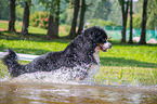 running Bernese Mountain Dog