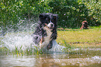 running Bernese Mountain Dog
