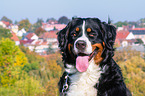 Bernese Mountain Dog Portrait