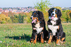 young Bernese Mountain Dogs