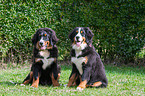 young Bernese Mountain Dogs