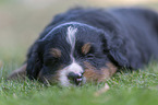 Bernese Mountain Dog Puppy
