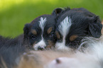 Bernese Mountain Dog Puppies