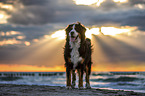 Bernese Mountain Dog at the sea