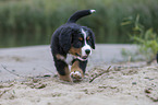 Bernese Mountain Dog Puppy