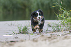 Bernese Mountain Dog Puppy