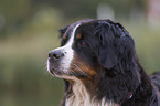 Bernese Mountain Dog Portrait