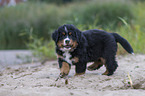 Bernese Mountain Dog Puppy