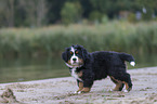 Bernese Mountain Dog Puppy