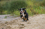Bernese Mountain Dog Puppy
