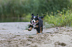 Bernese Mountain Dog Puppy